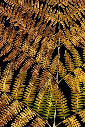 USA-Washington State-Seabeck Close-up of bracken fern pattern Art Print